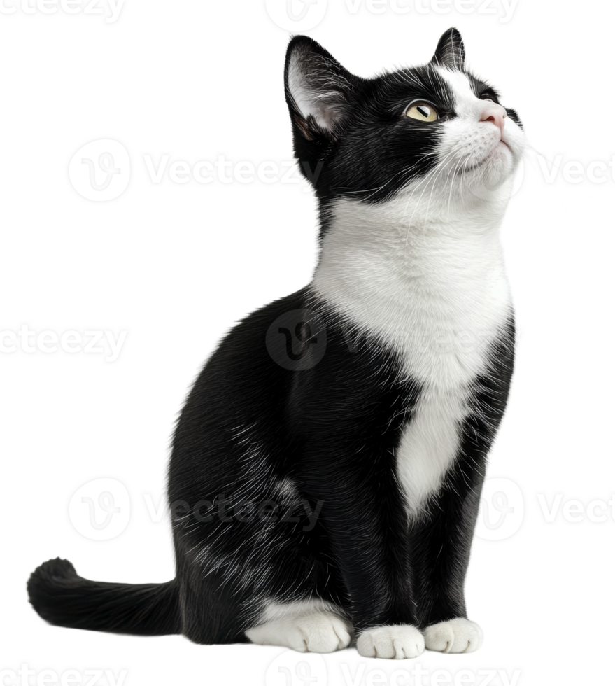Black and white cat looking up in a studio setting, cut out - stock . png