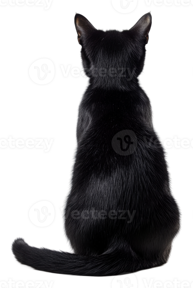 Black cat gazing at the calm horizon, cut out - stock . png