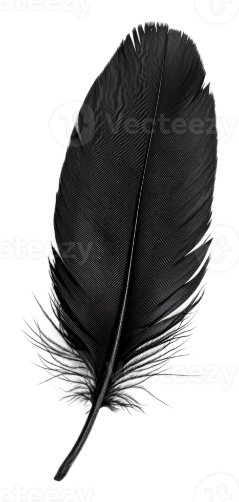 Black feather isolated against a plain background, cut out - stock . png