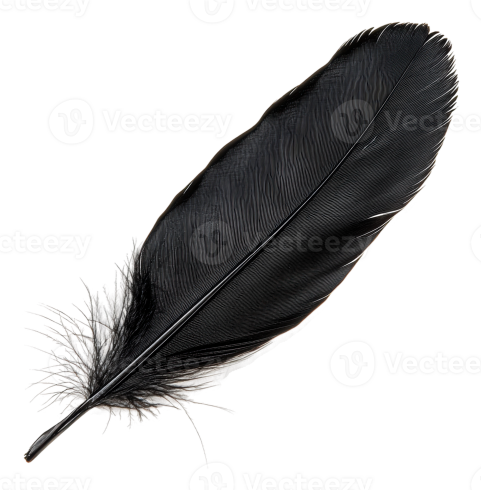 Elegant black feather lying on a white surface, cut out - stock . png