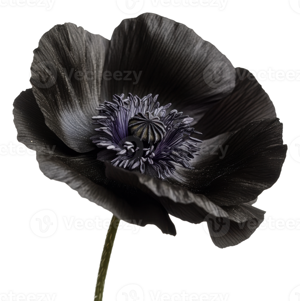 Elegant black poppy flower with intricate petals, cut out - stock . png
