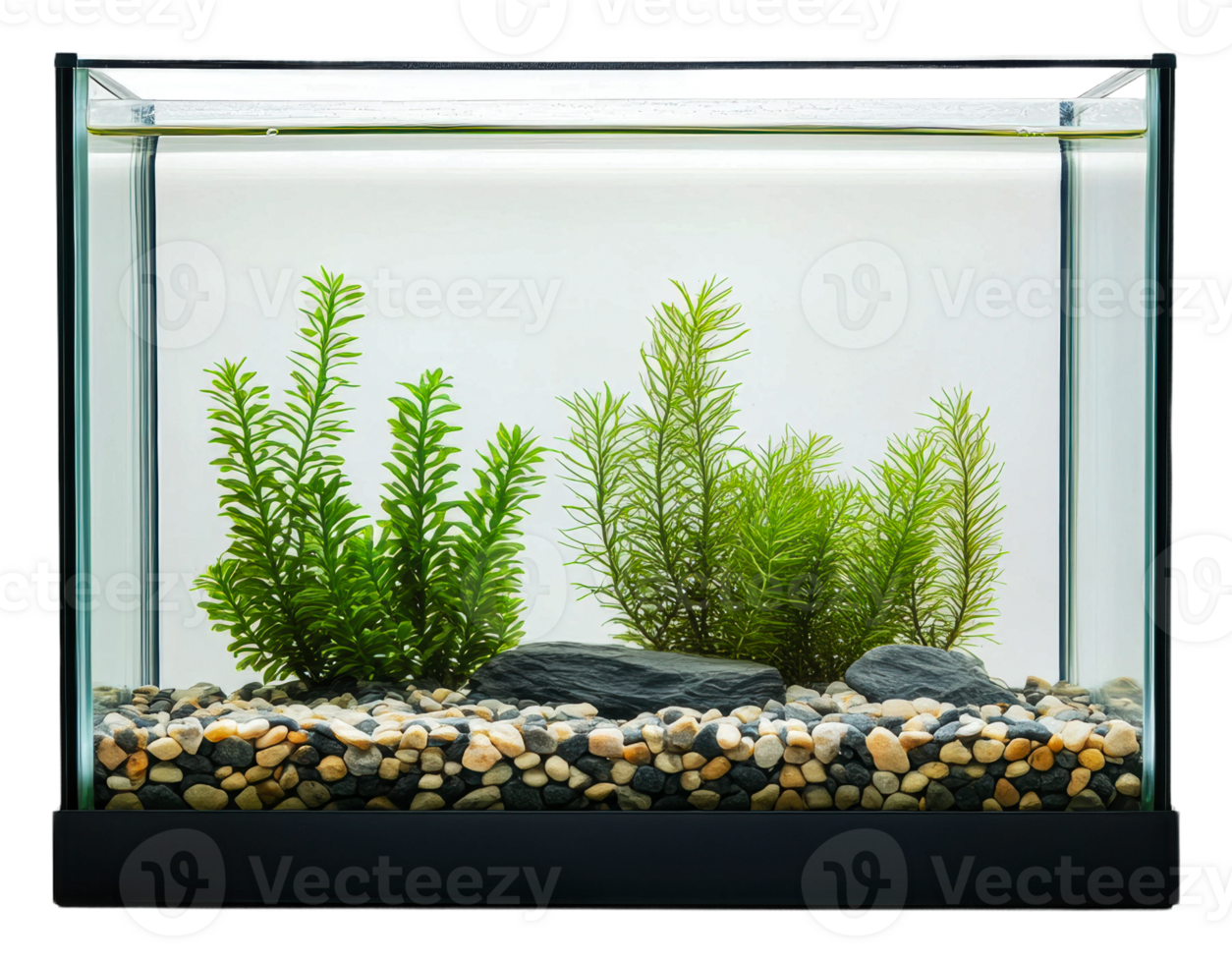 Freshwater aquarium with lush plants and stones, cut out - stock . png