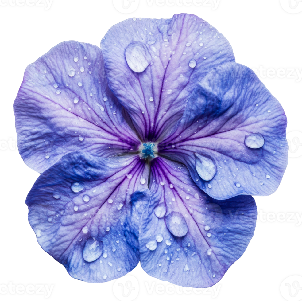 Purple flower with droplets in sunlight, cut out - stock . png