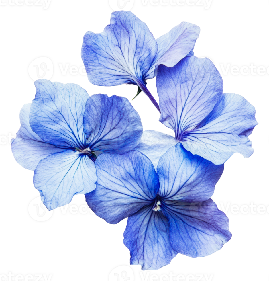 Spring's delicate blue flowers bloom, cut out - stock . png