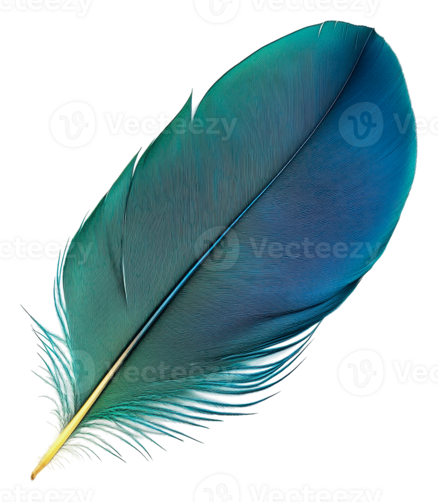 Vibrant teal feather resting on a flat surface, cut out - stock . png