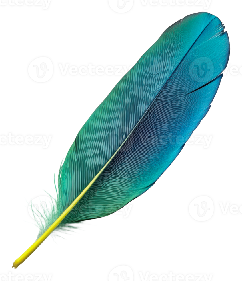 Beautiful turquoise feather resting on a surface, cut out - stock . png