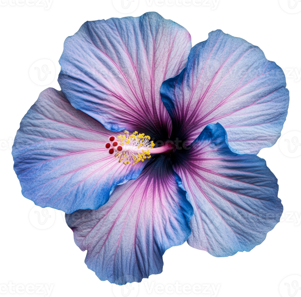 Beautiful hibiscus flower in vibrant blue tones, cut out - stock . png