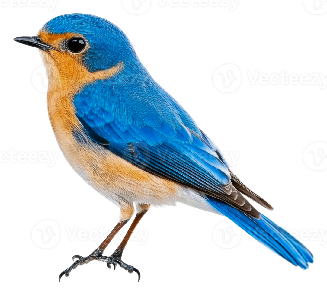 bleu oiseau perché gracieusement sur une bifurquer, Couper en dehors - Stock . png