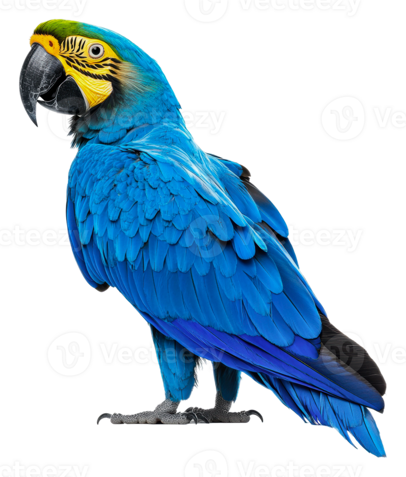 Bright blue parrot perched on a branch in daylight, cut out - stock . png