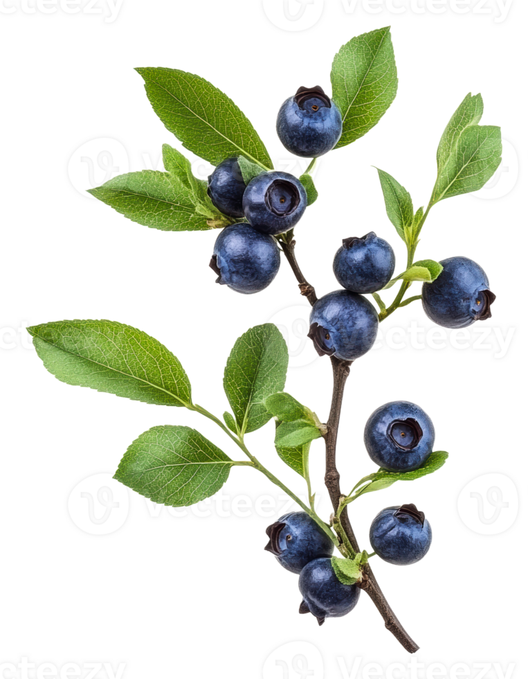 Fresh blueberries on a branch with green leaves, cut out - stock . png