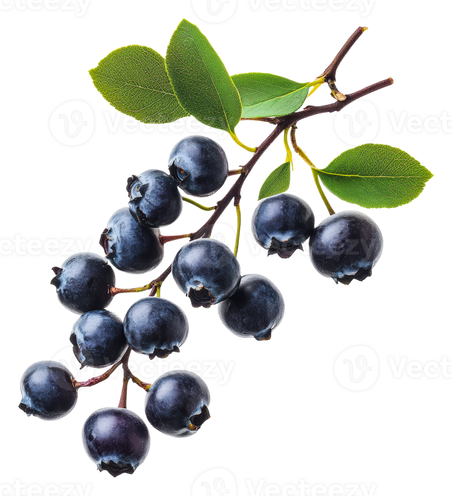 Fresh blueberries on a branch with green leaves, cut out - stock . png