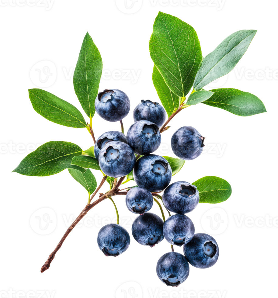Fresh blueberries on a branch with green leaves, cut out - stock . png