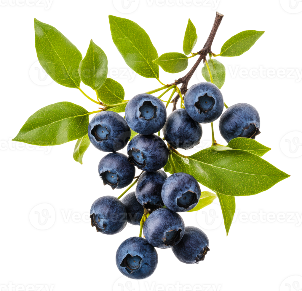 Fresh blueberries on a branch with green leaves, cut out - stock . png