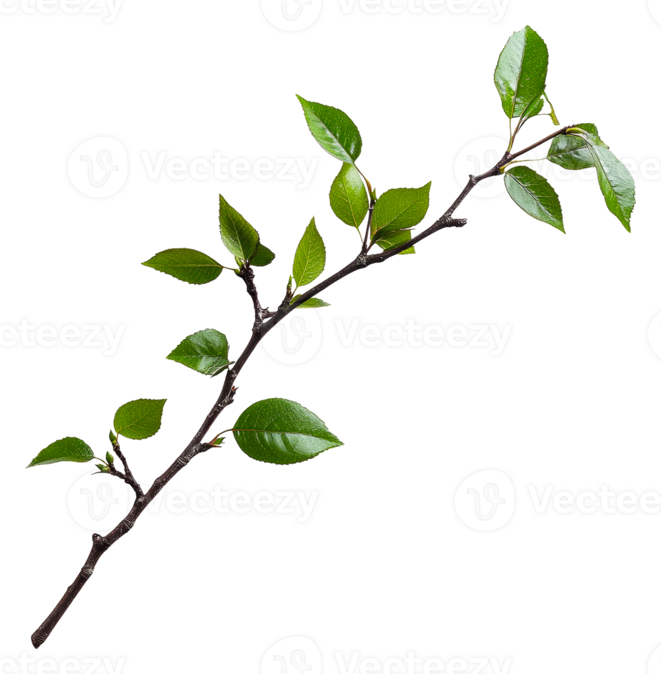 Fresh green branch with detailed bark, cut out - stock . png