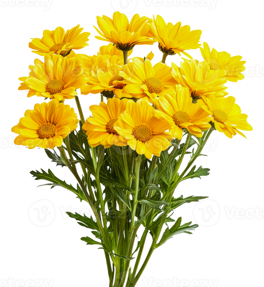 Bright yellow daisies in a bouquet, cut out - stock . png