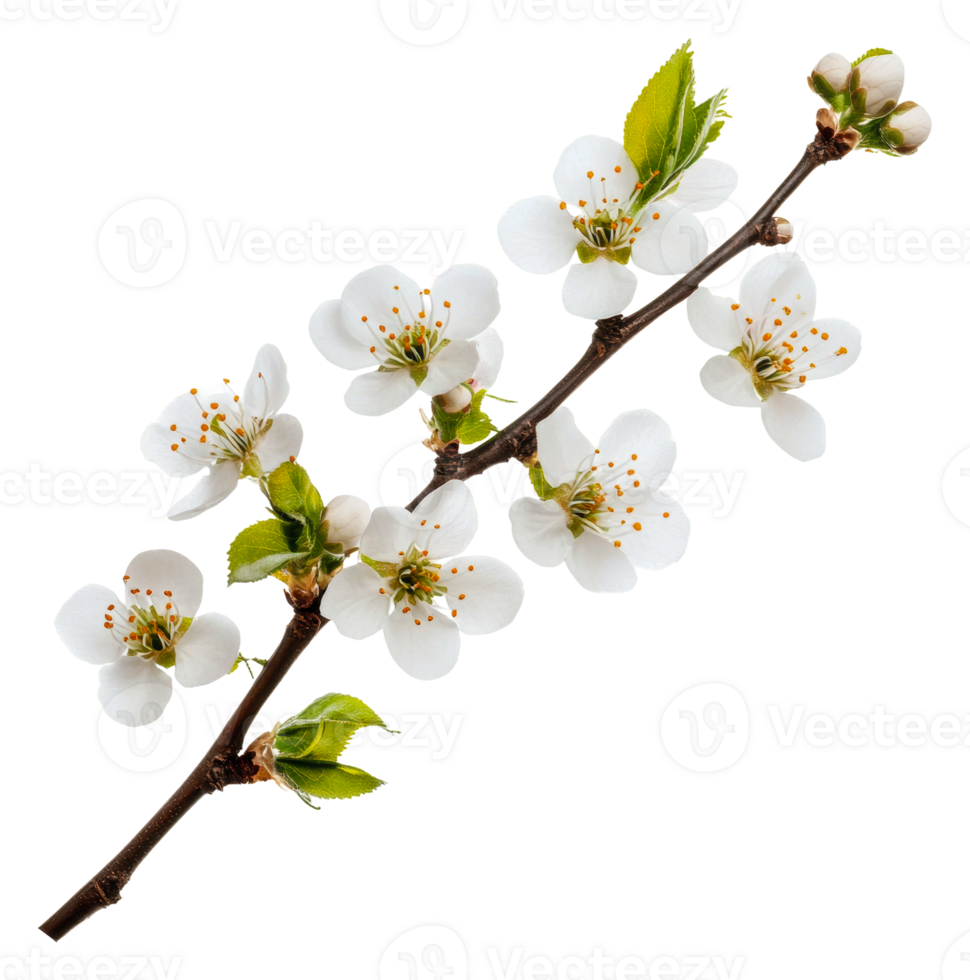 White cherry blossom branch in springtime bloom, cut out - stock . png