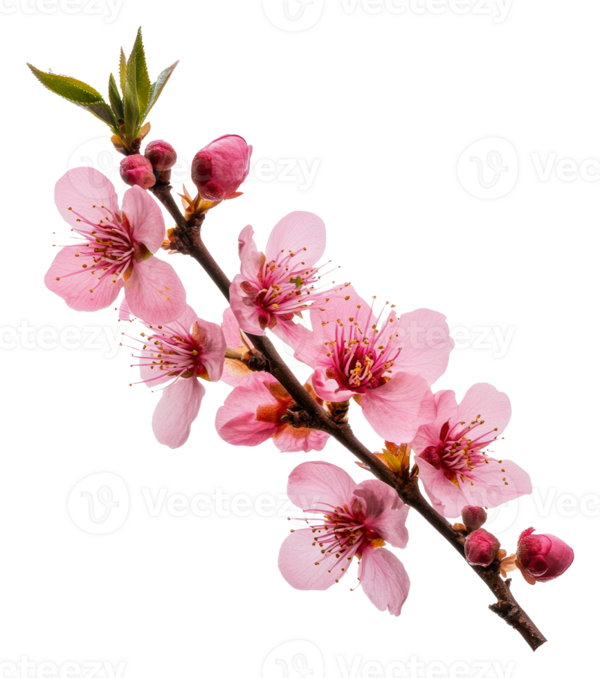 Pink cherry blossom branch in springtime bloom, cut out - stock . png