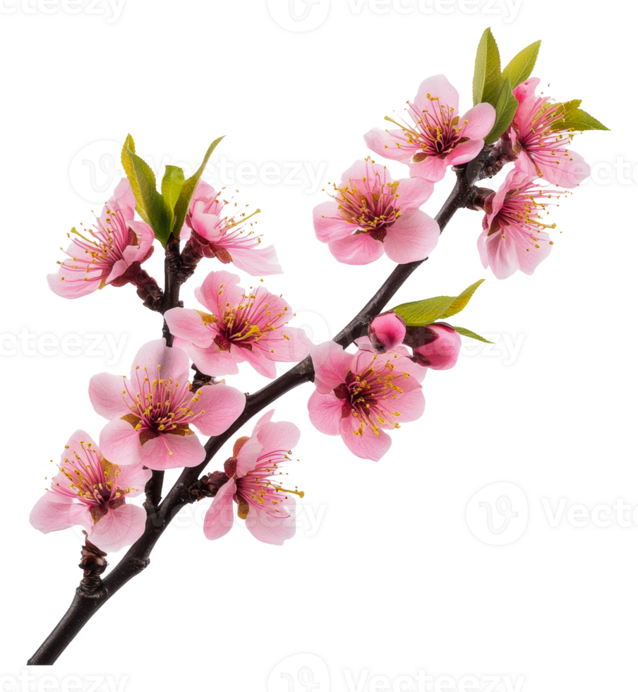 Frühling Kirsche Blüten im blühen, Schnitt aus - - Lager . png