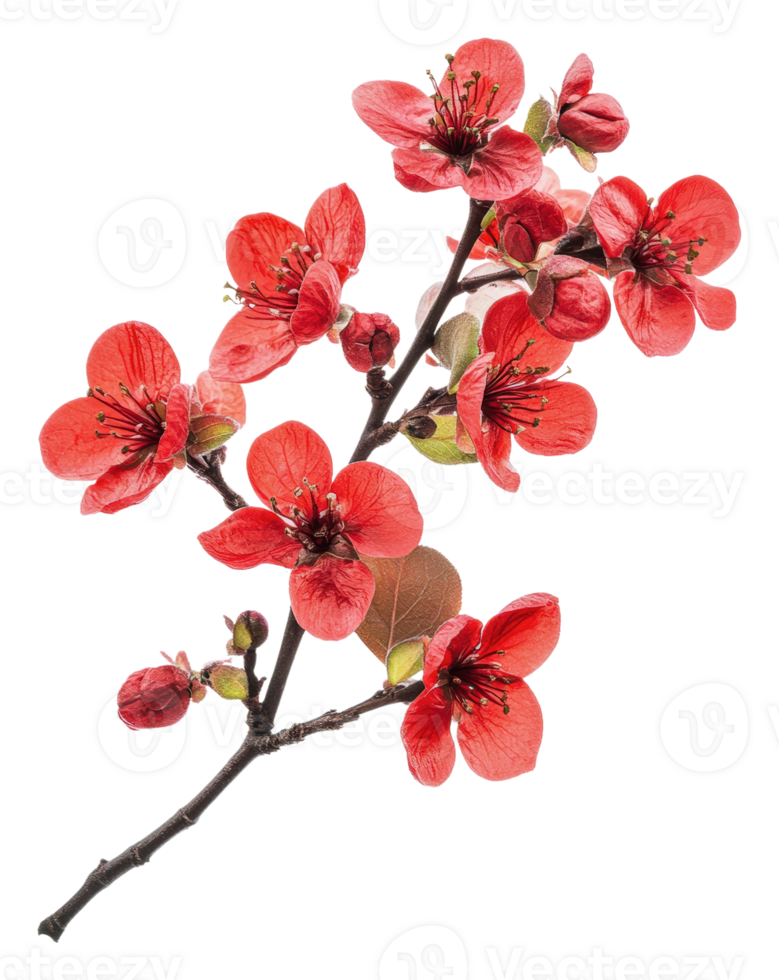 Red cherry blossoms in spring, cut out - stock . png