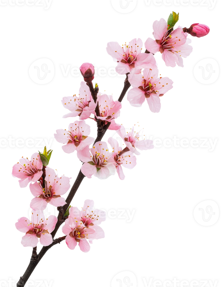 Cherry blossom branch with delicate pink flowers, cut out - stock . png