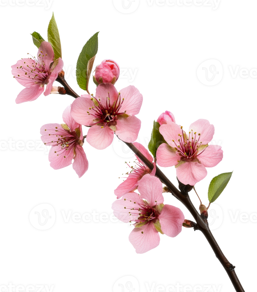 Spring pink cherry blossoms on a branch, cut out - stock . png