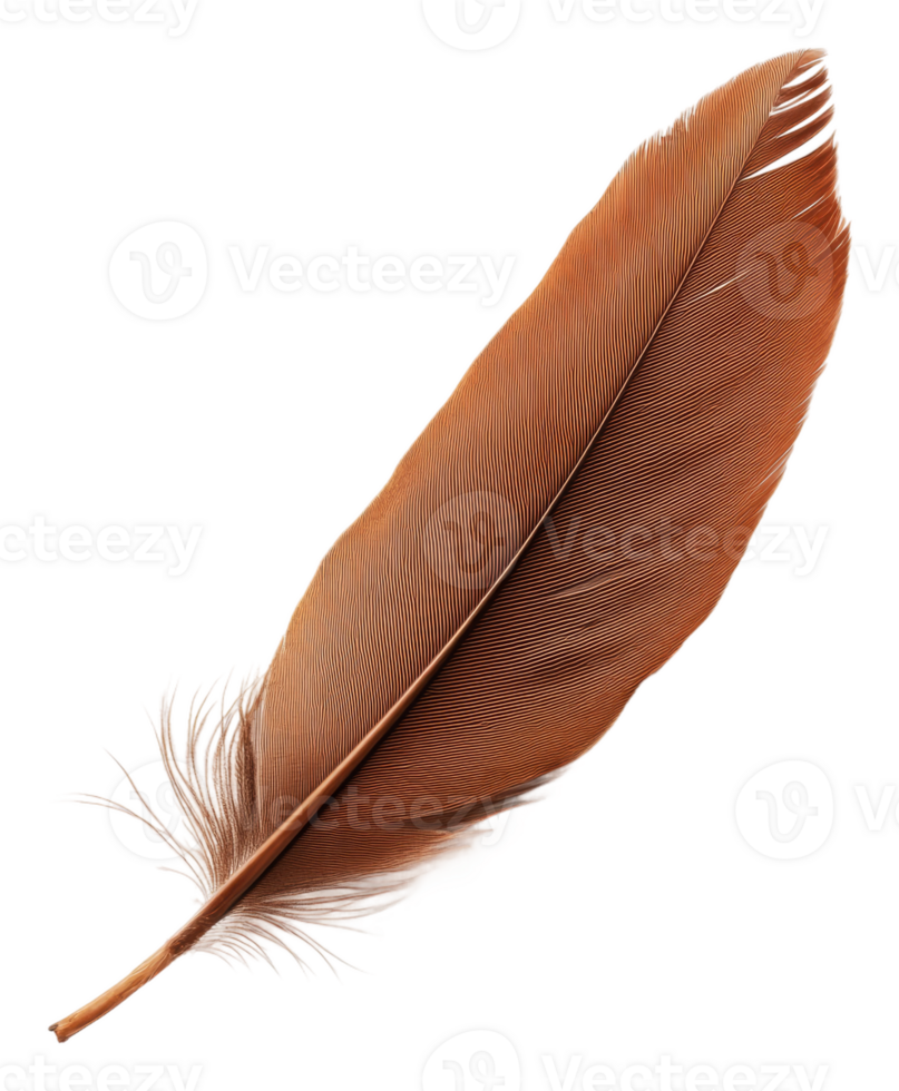 Large brown feather isolated on a white background, cut out - stock . png