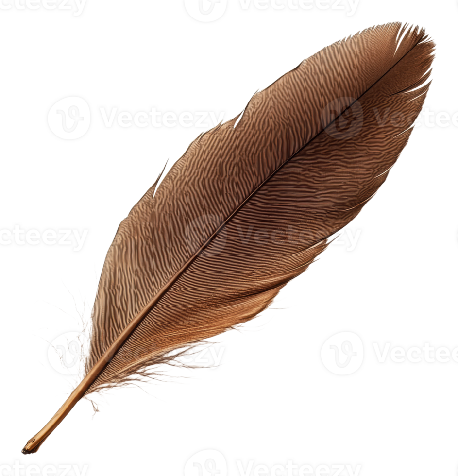 Brown feather on a surface in sunlight, cut out - stock . png