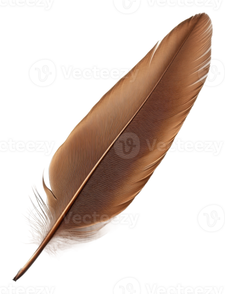 Brown feather resting on a white background, cut out - stock . png