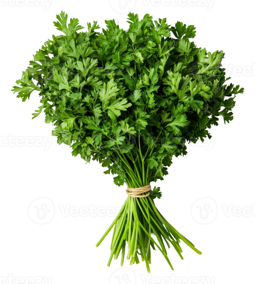 Fresh parsley bundle on display with green leaves, cut out - stock . png