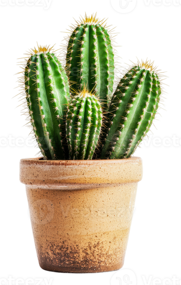Vibrant green cacti in a rustic pot, cut out - stock . png