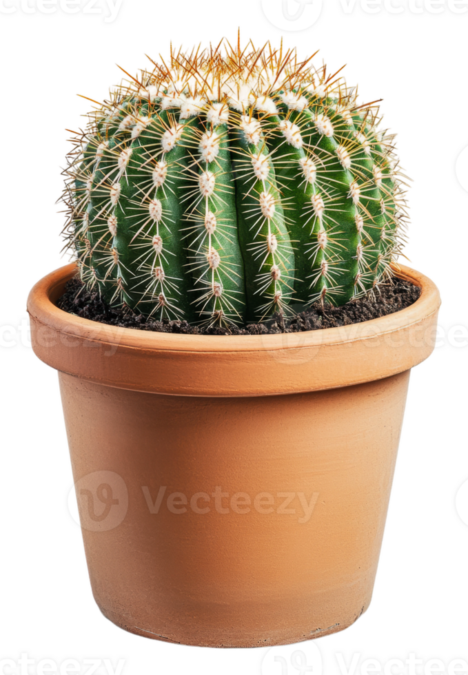Green cactus in a terracotta pot indoors, cut out - stock . png