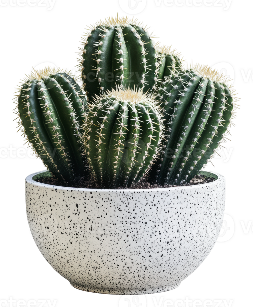 A group of vibrant cacti in a decorative pot, cut out - stock . png