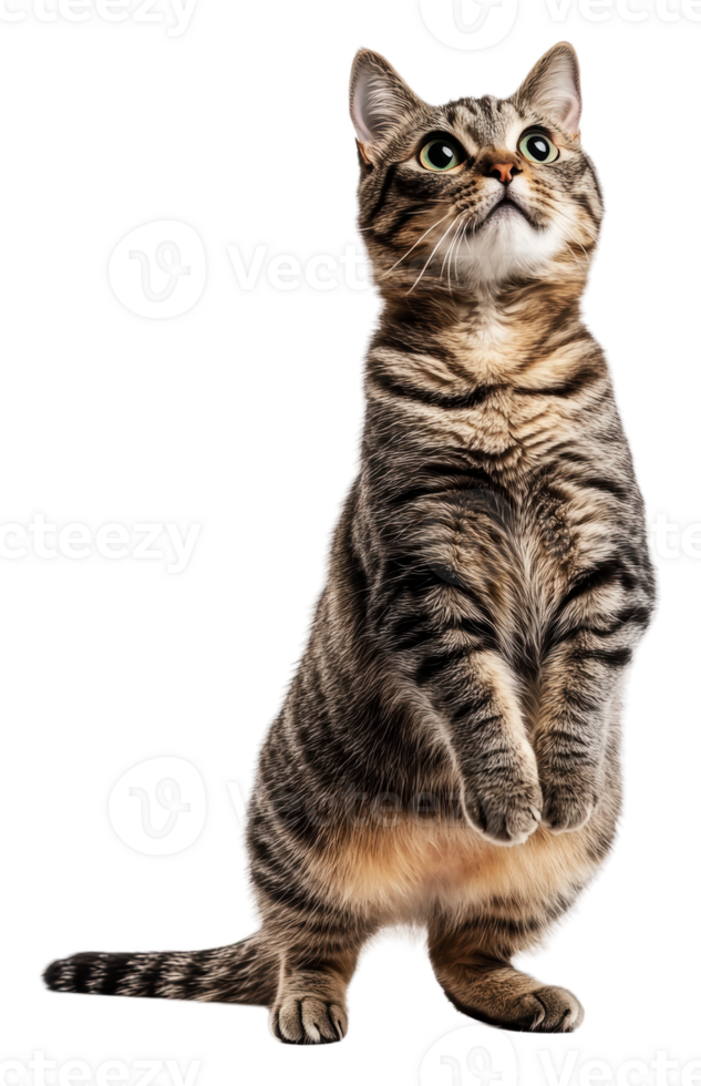 Curious cat standing upright on a white background, cut out - stock . png