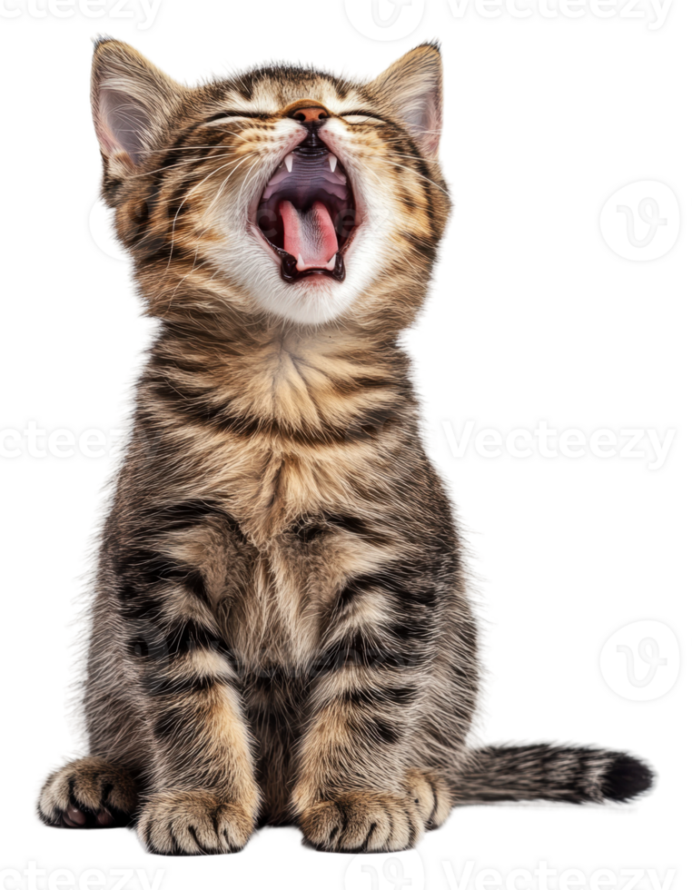 Playful kitten yawning on a white background, cut out - stock . png