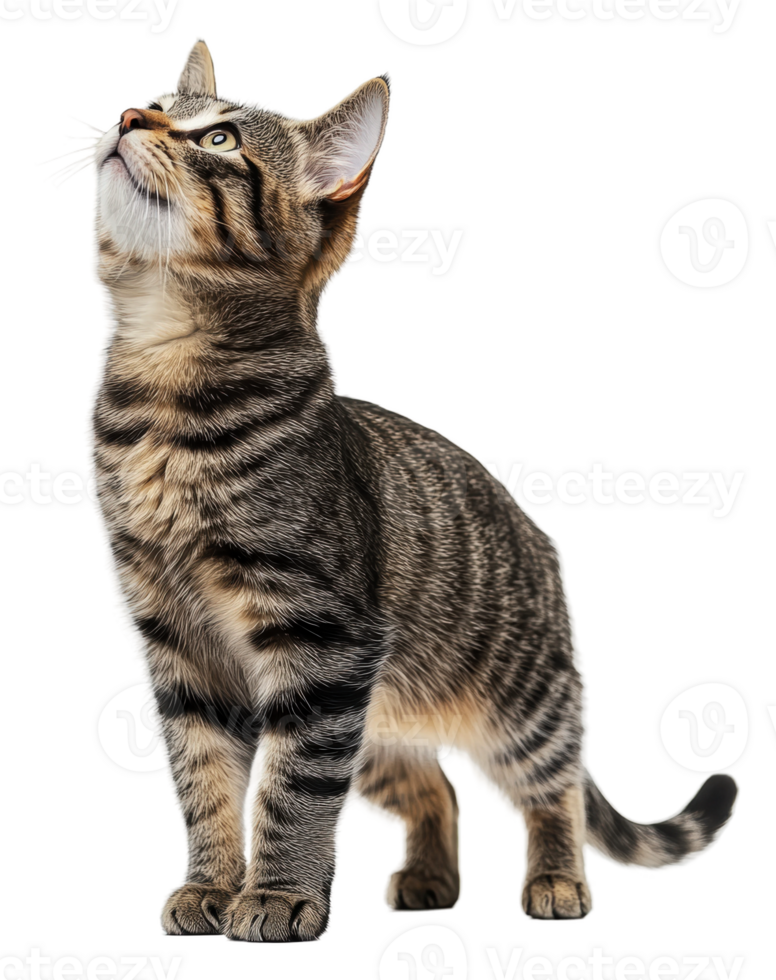 Curious tabby cat gazing upward in bright light, cut out - stock . png