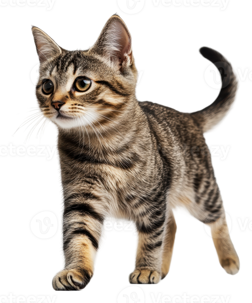 Striped kitten on white background, cut out - stock . png
