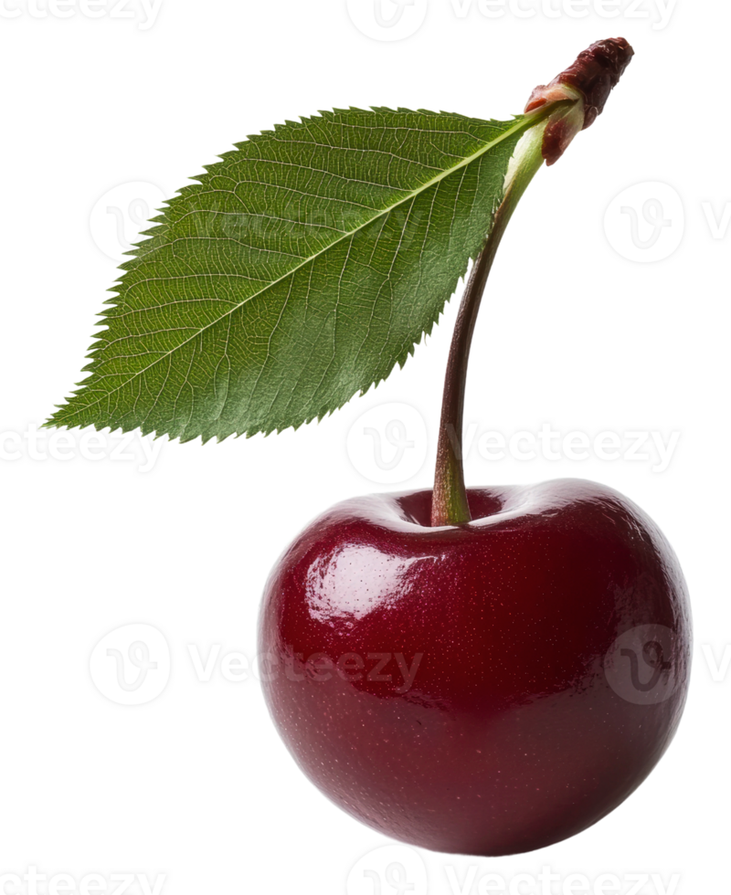 Cherry with green leaf on white bg, cut out - stock . png