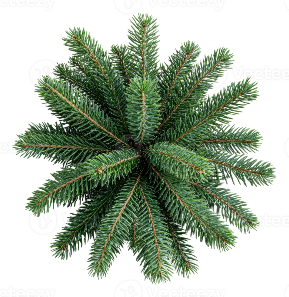 Circular arrangement of green pine branches, cut out - stock . png