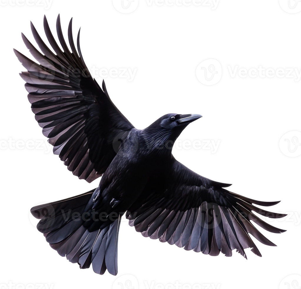 A raven soaring gracefully in clear skies, cut out - stock . png