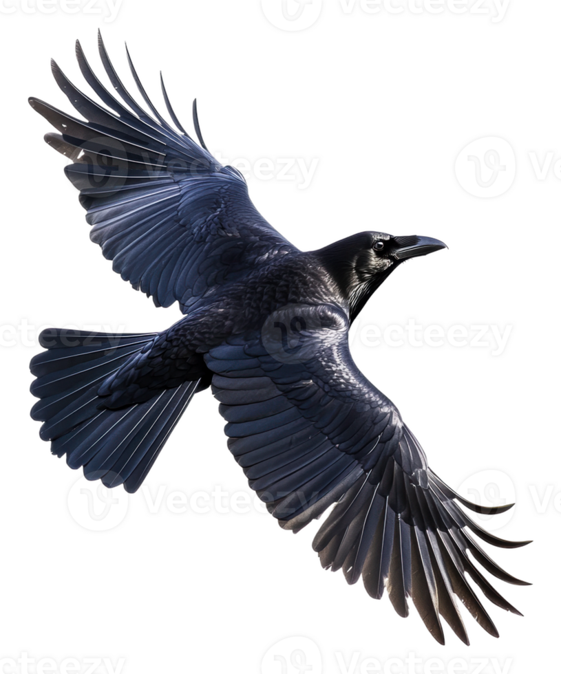 Raven gliding on a white backdrop, cut out - stock . png