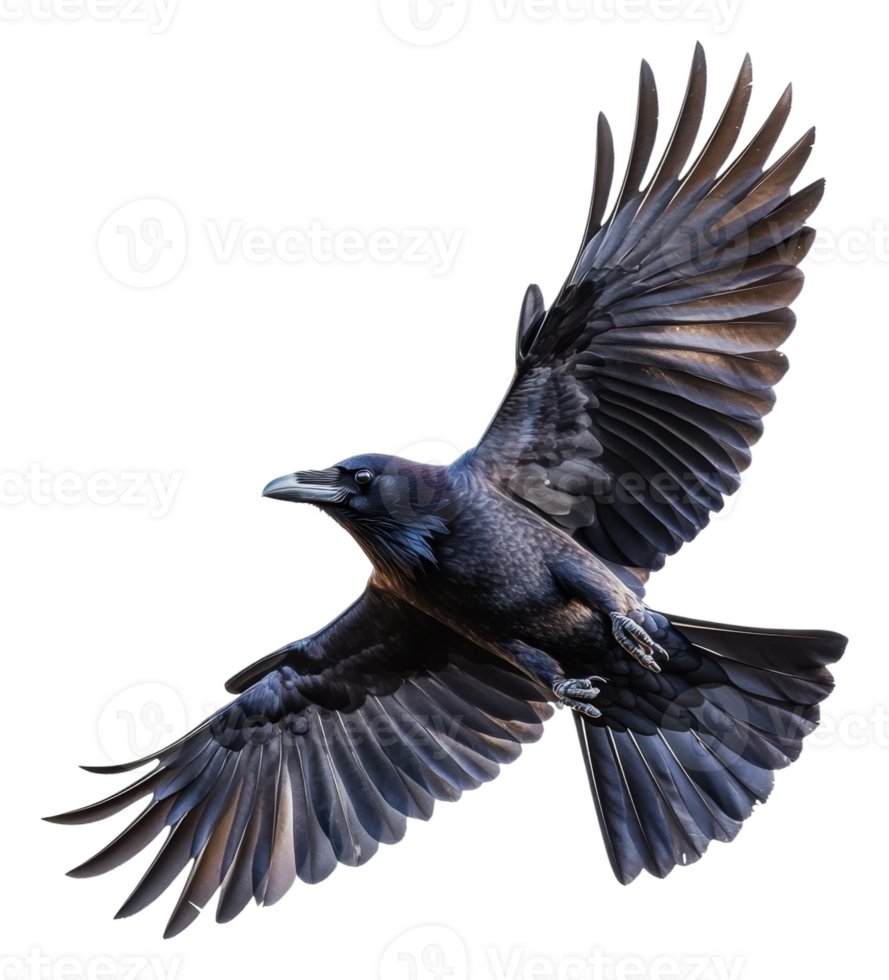 A raven soaring gracefully through the sky, cut out - stock . png