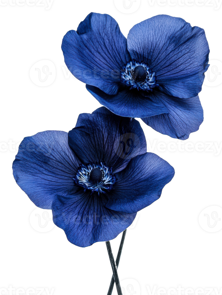 Elegant blue flowers in a minimalist setting, cut out - stock . png
