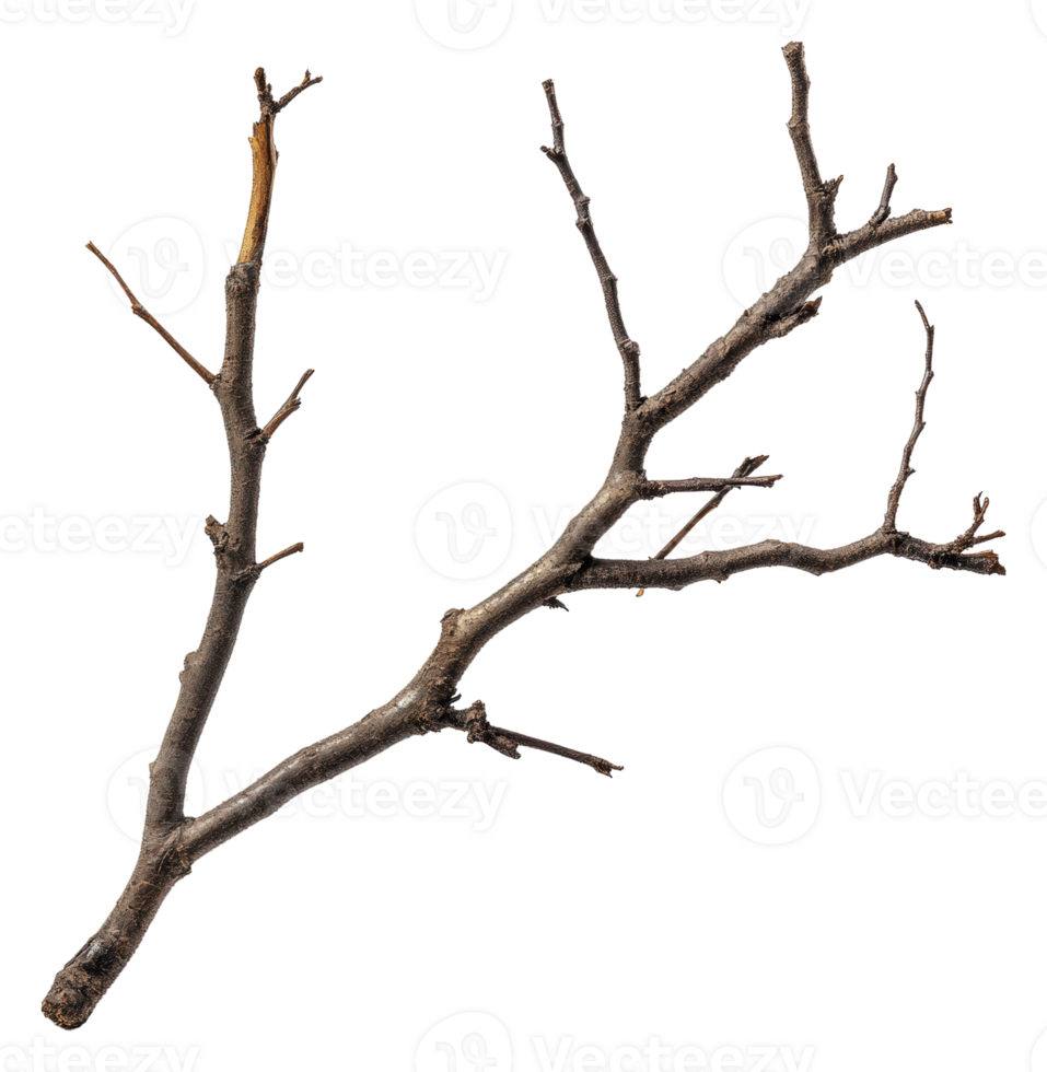 Natural twig branch laying on a white surface, cut out - stock . png
