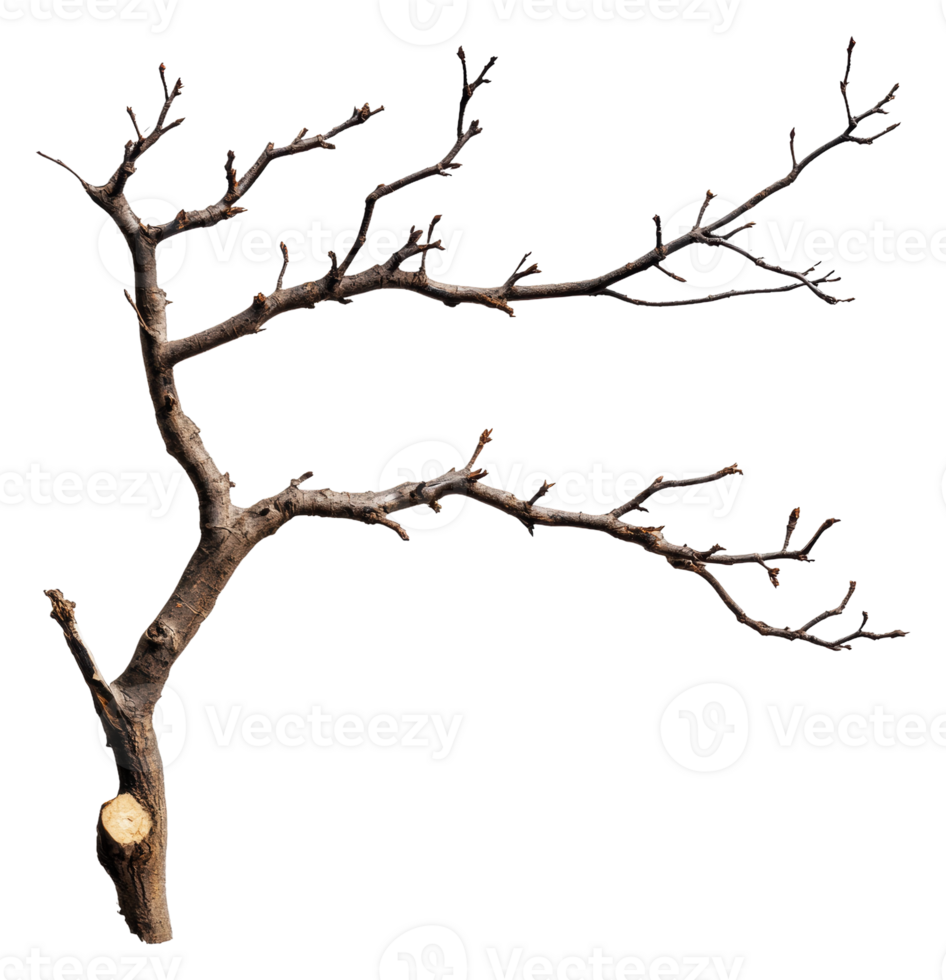 Tree's bare branches on white background, cut out - stock . png