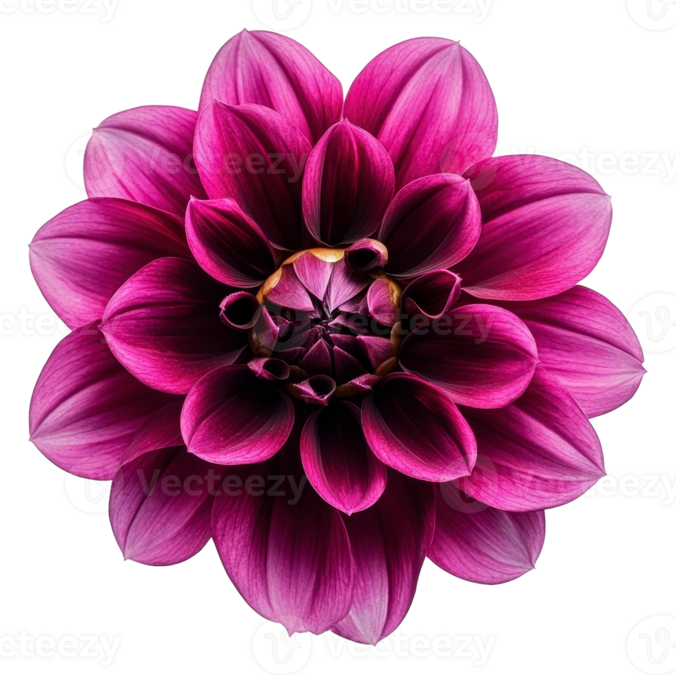 Beautiful purple dahlia blooming in full sunlight, cut out - stock . png