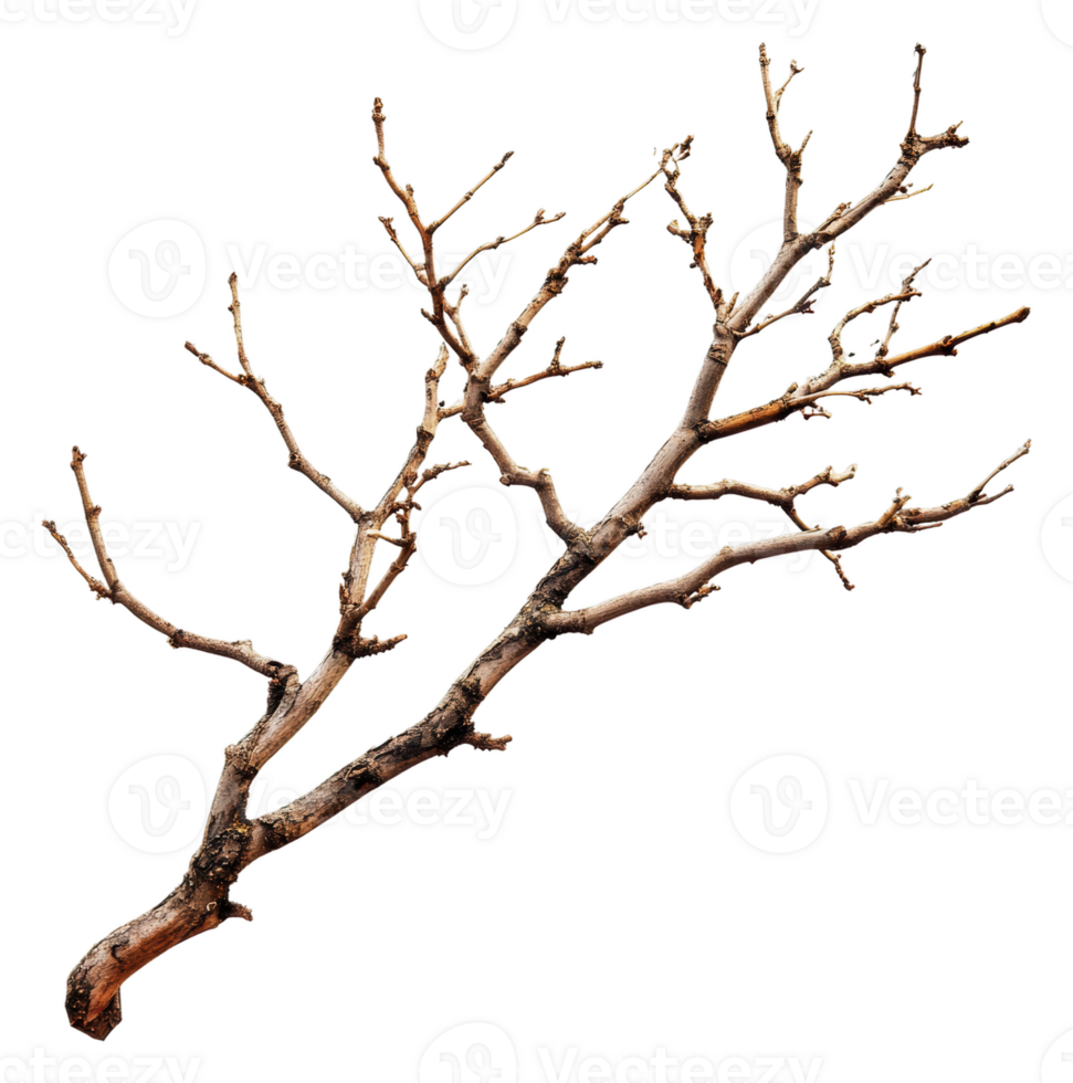 Bare tree branch with multiple small twigs, cut out - stock . png
