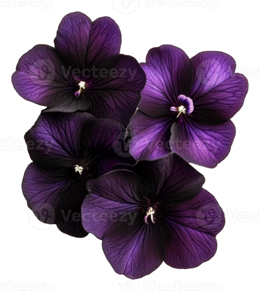 Purple flowers blooming in vibrant garden setting, cut out - stock . png