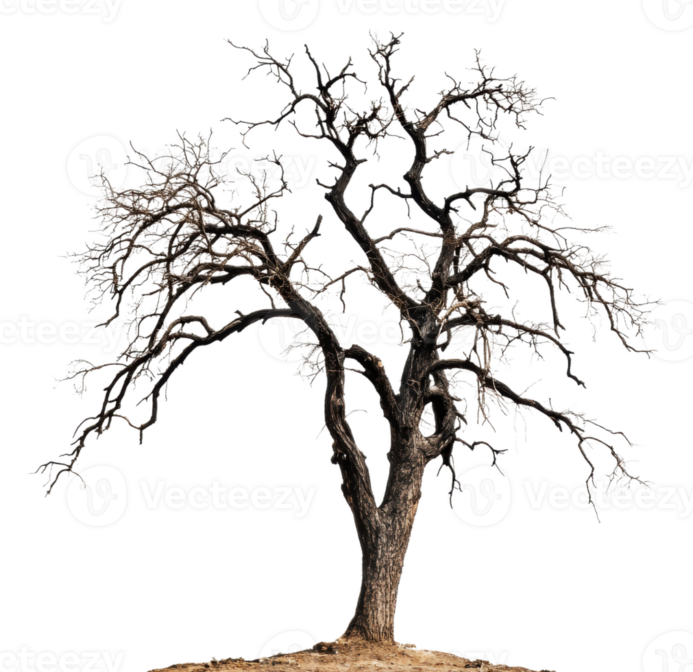 Twisted tree in barren landscape, cut out - stock . png
