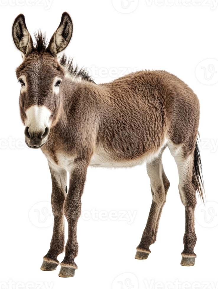 Young donkey standing in a studio setting, cut out - stock . png