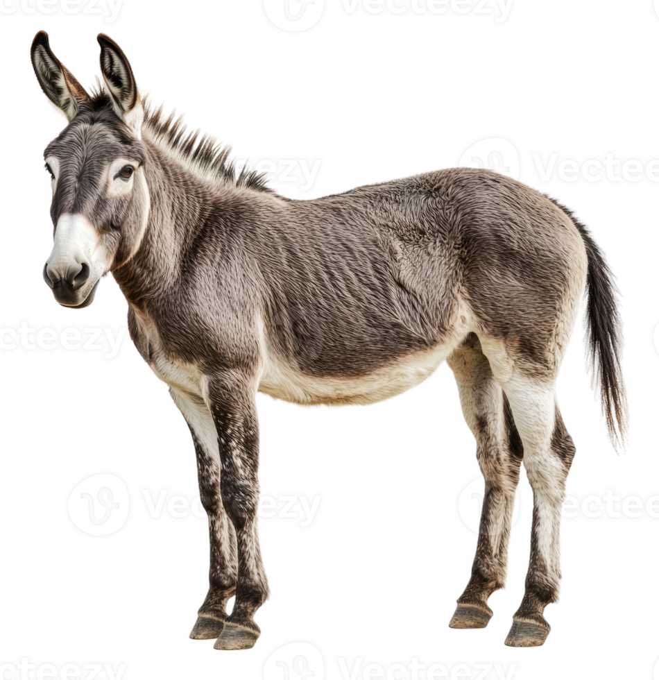 A curious donkey standing on white background, cut out - stock . png